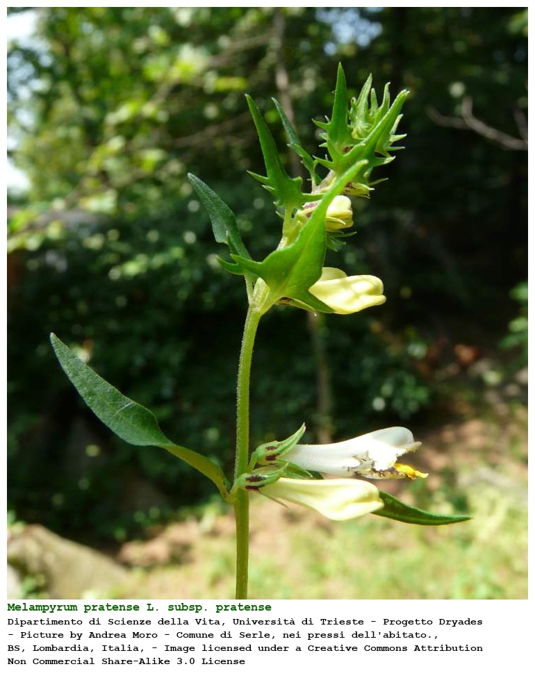 Melampyrum pratense L. subsp. pratense